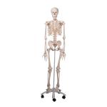 3b A10 Emberi csontváz/Human skeleton model