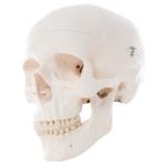  Koponya (3 részes) /Anatomic Skull (3-piece)