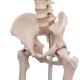 3b A10 Emberi csontváz/Human skeleton model